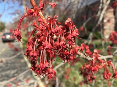red-maple-flowering-female.jpg