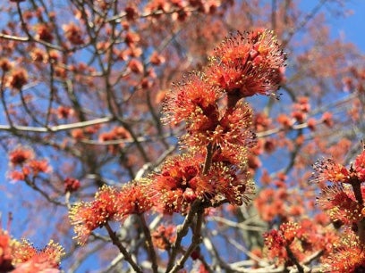 red-maple-flowering-male.jpg