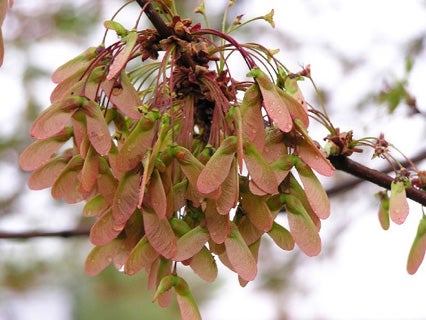 red-maple-fruit.jpg