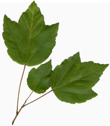 red-maple-leaves.jpg