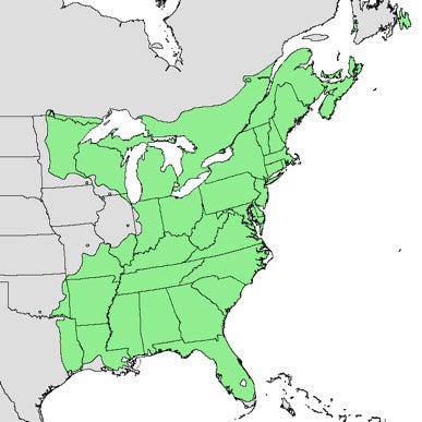 red-maple-map.jpg