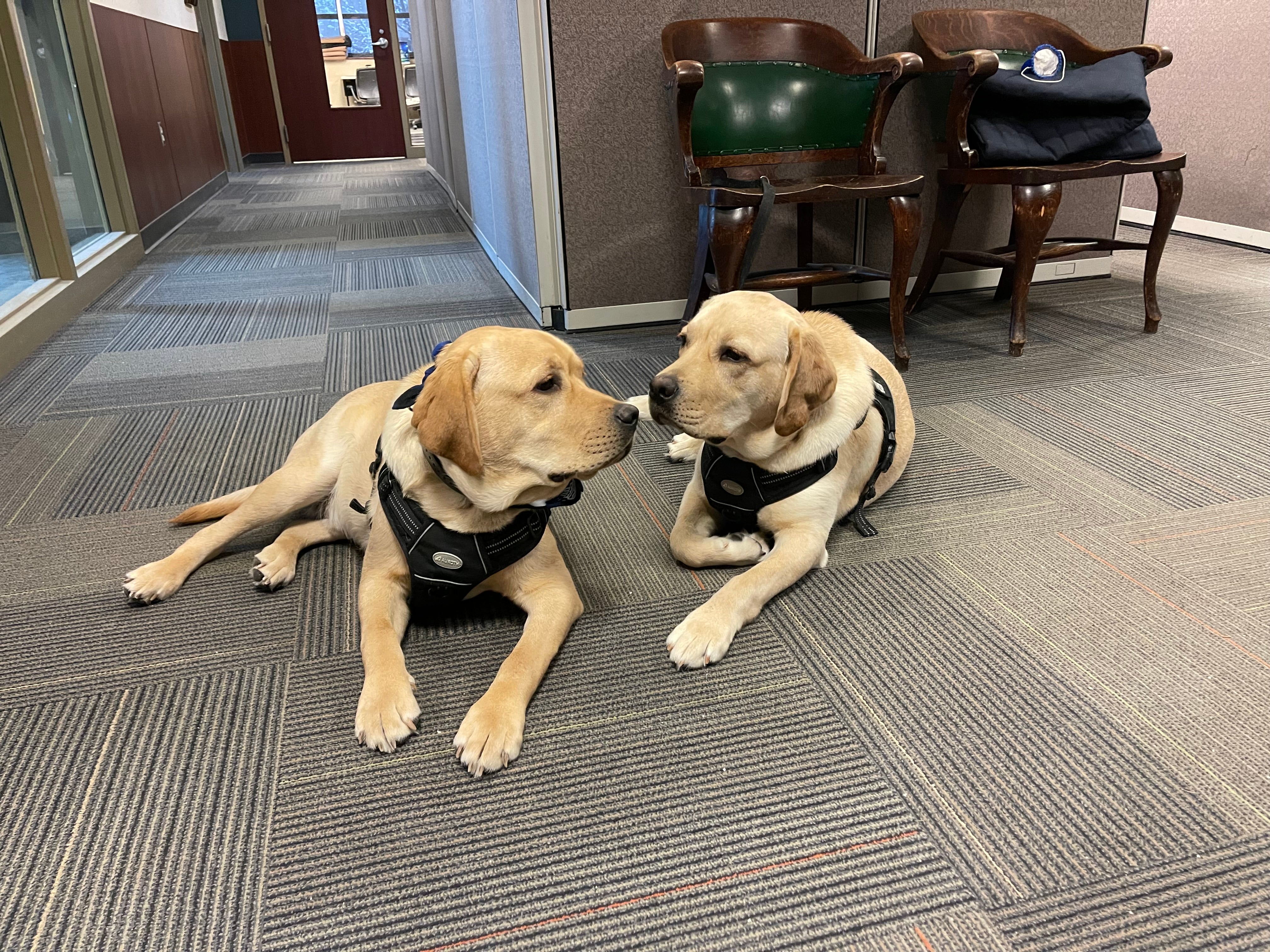 Thinking Paw-sitive Thoughts During Finals Week rune thor csu csupd therapy dogs