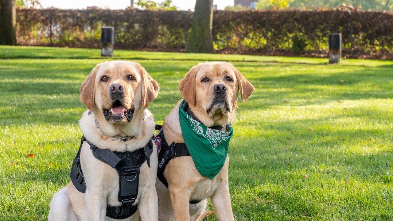 Therapy dogs Rune and Thor