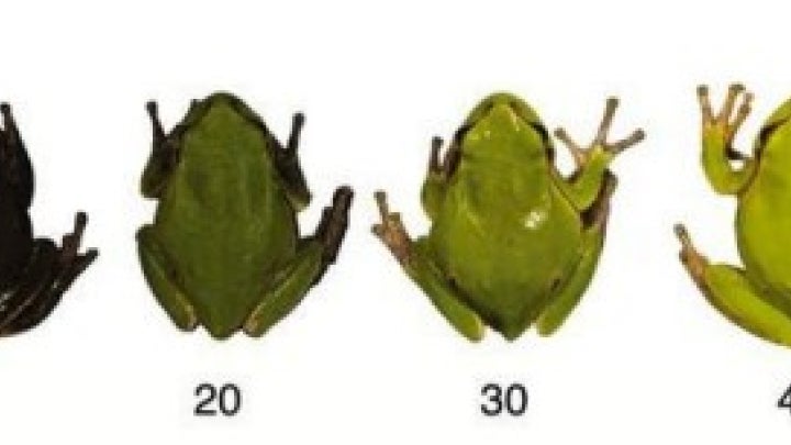 Chernobyl frog luminescence 