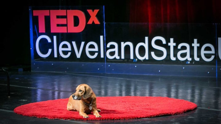 TEDxClevelandStateUniversity 2015 - Dog on Stage
