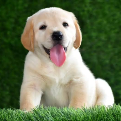 Puppy