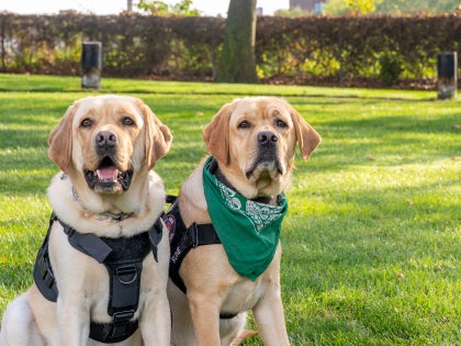 Therapy dogs Rune and Thor