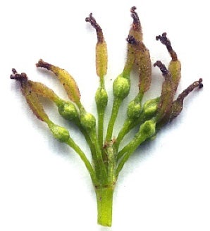 white-ash-flowering1.jpg