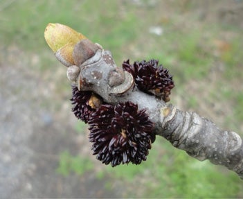 white-ash-flowering2.jpg