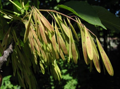 white-ash-fruit.jpg