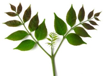 white-ash-leaves.jpg