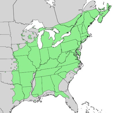 white-ash-map.jpg