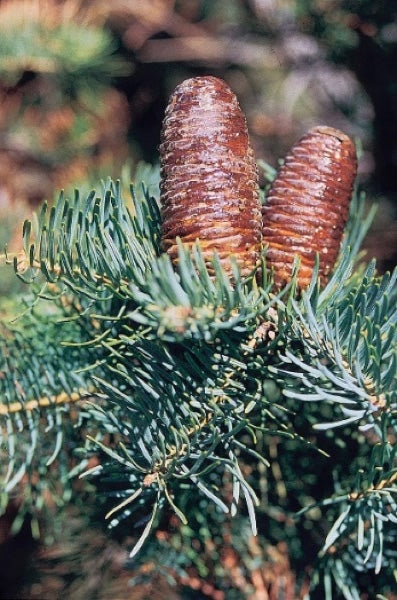 white-fir-female-cones.jpg