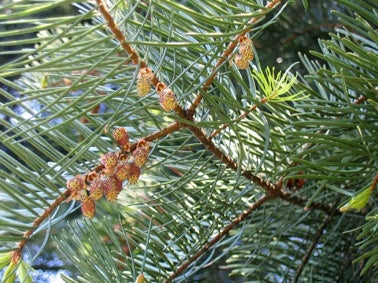 white-fir-male-cones.jpg