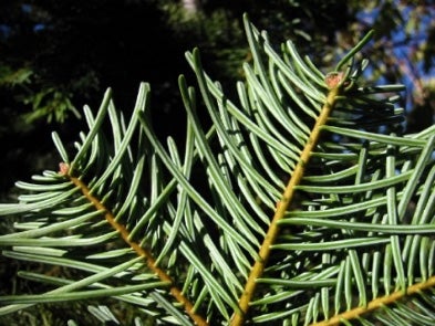 white-fir-needles.jpg