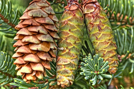 white-spruce-female-cones.png