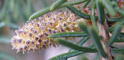 white-spruce-male-cones.png