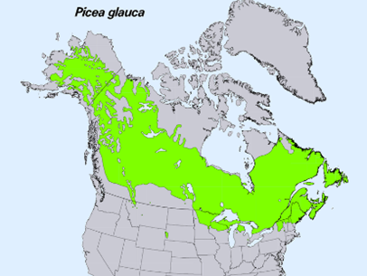 white-spruce-map.png