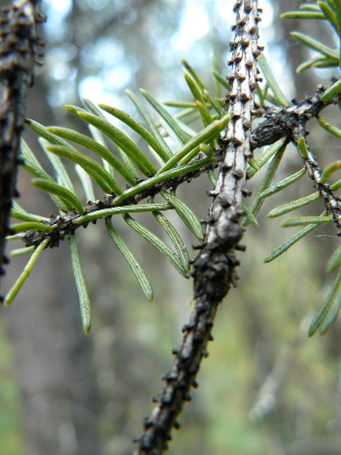 white-spruce-needles.png
