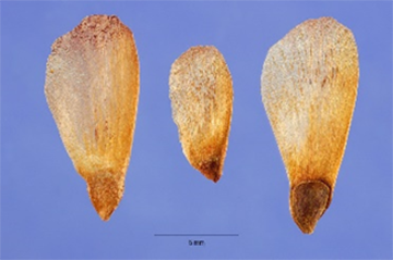 white-spruce-seeds.png