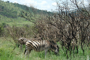 zebra